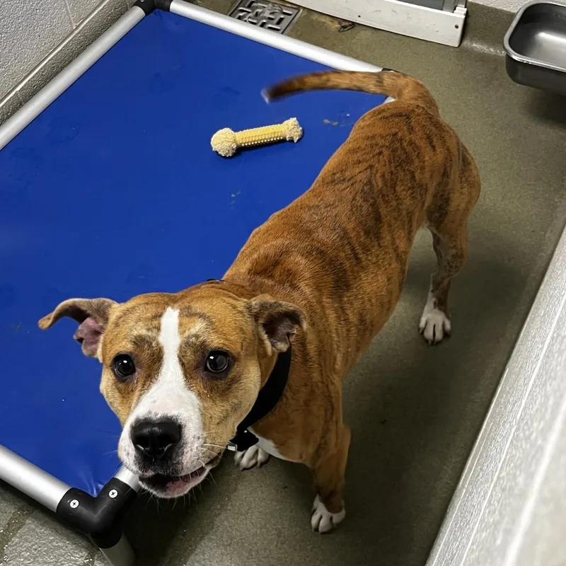 An adult medium-sized male Yellow / Tan / Blond / Fawn Pit Bull Terrier dog named 72059 for adoption in Harrisonburg, VA
