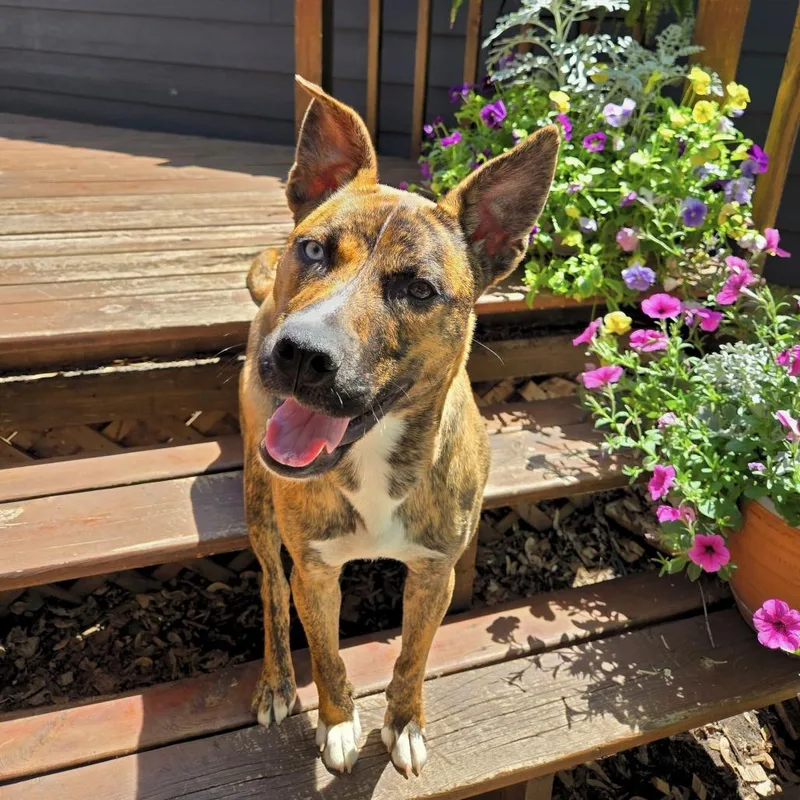 A young medium-sized female Brindle Dutch Shepherd dog named Dutchess D for adoption in Princeton, MN