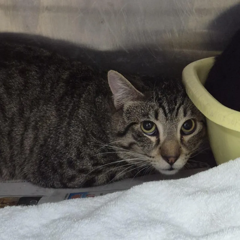 A young large-sized male Black Domestic Short Hair cat named Woody for adoption in Ardmore, OK