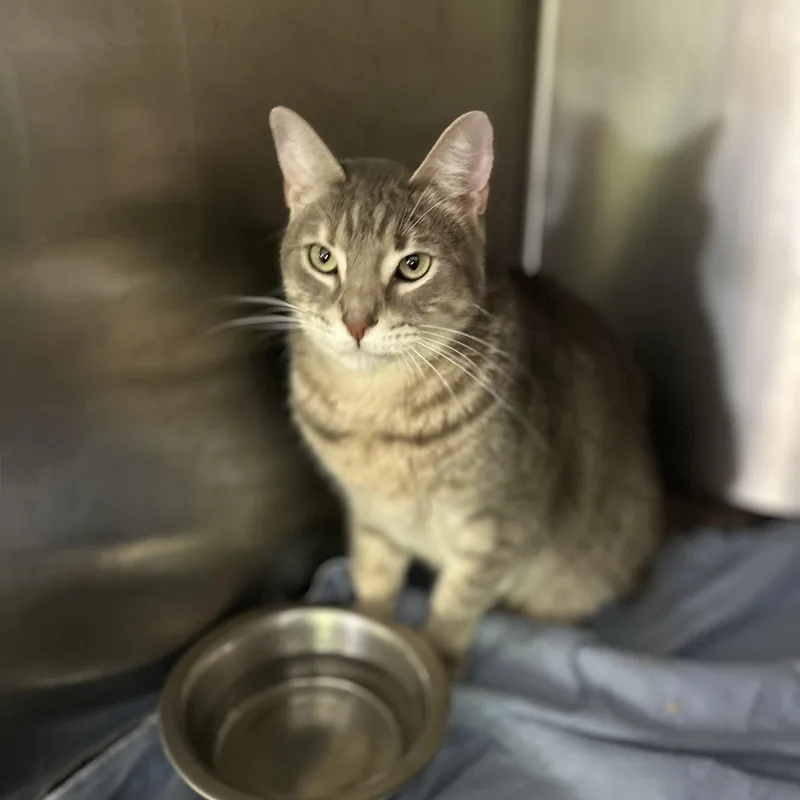 A young medium-sized female Domestic Short Hair cat named Tequila for adoption in Norwalk, CT