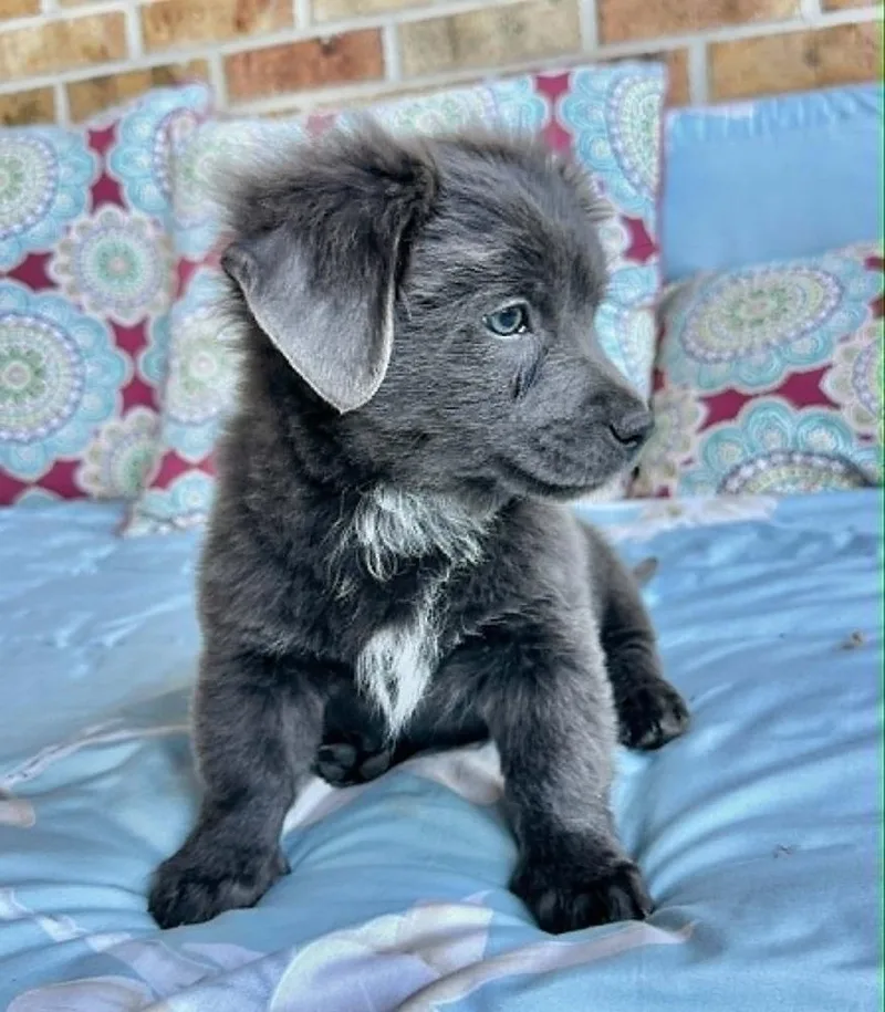Bently