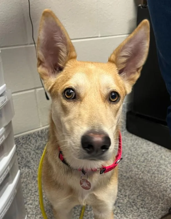 A young medium-sized female German Shepherd Dog dog named Snow for adoption in Golden, CO