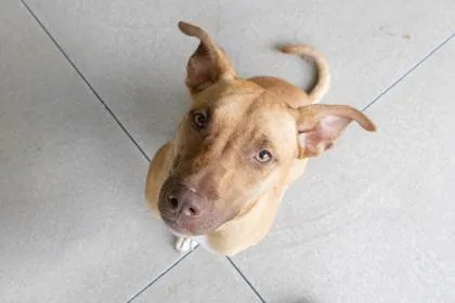 An adult large-sized female Pit Bull Terrier dog named Mel for adoption in Kansas City, MO