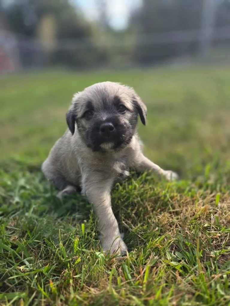 Spanky
