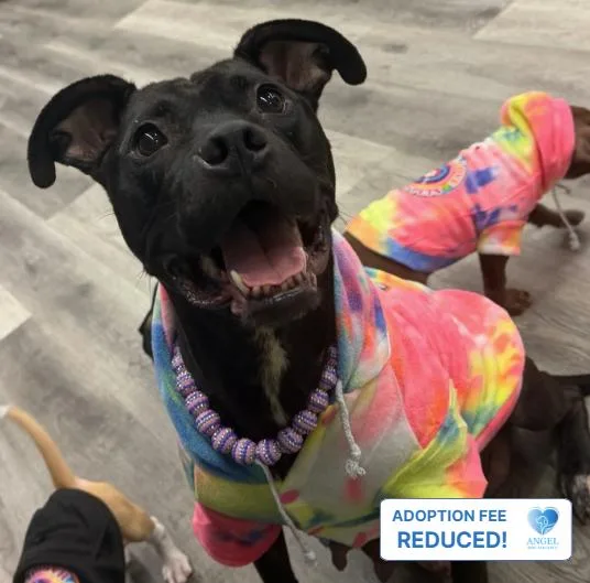 A young medium-sized female Bicolor Pit Bull Terrier dog named Darla for adoption in Naperville, IL
