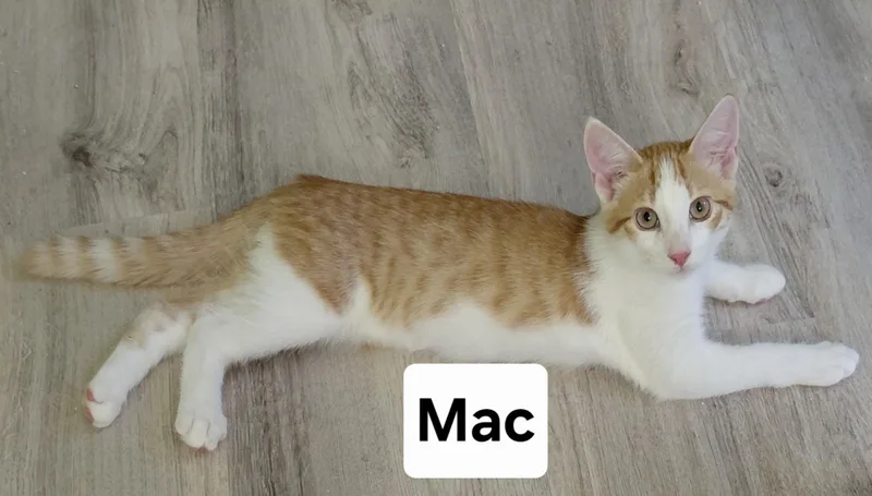 A baby medium-sized male Tabby (Orange / Red) Domestic Short Hair cat named Mac for adoption in Landenberg, PA