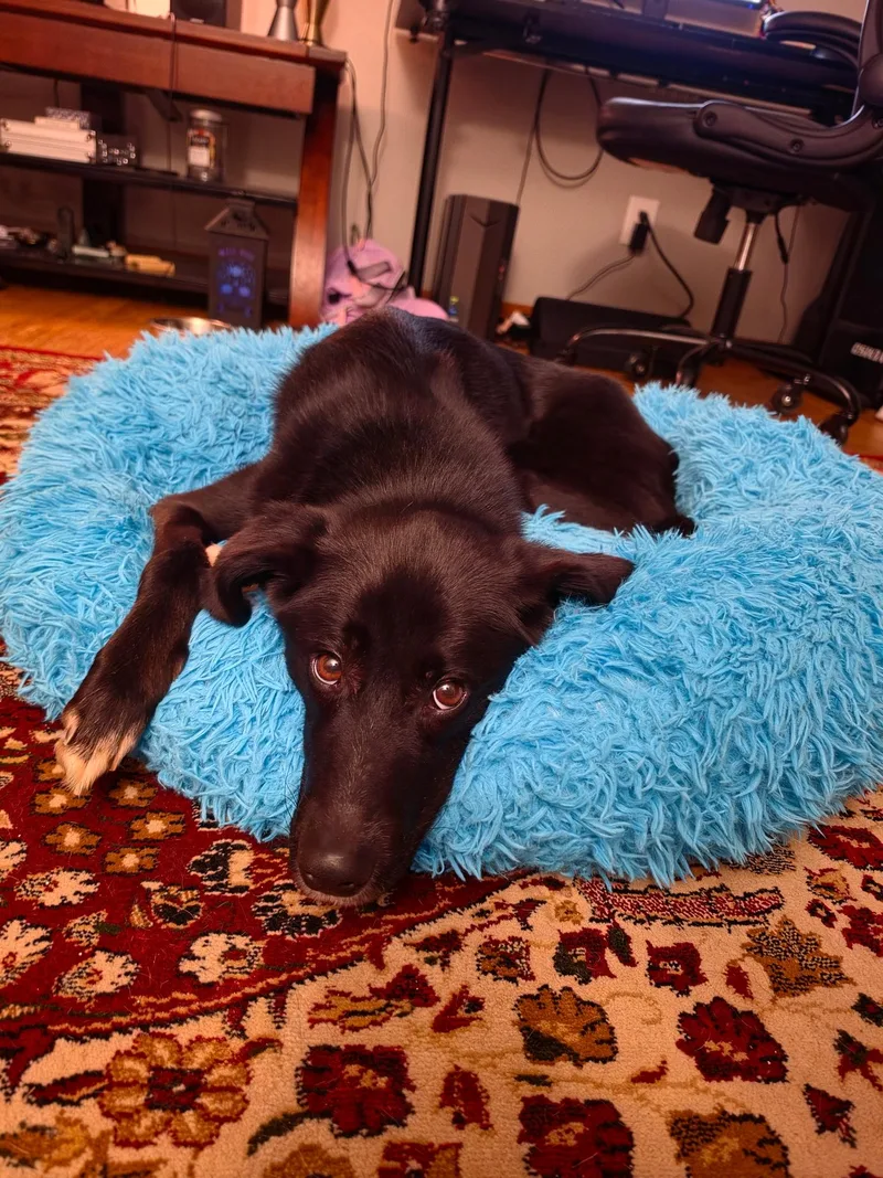 A young medium-sized female Black Border Collie dog named Mia "Bellie" for adoption in Lexington, KY