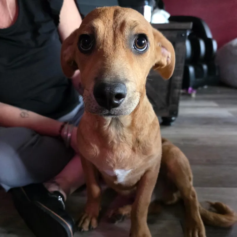 A baby small-sized male Apricot / Beige Dachshund dog named Butterfinger for adoption in Chandler, AZ