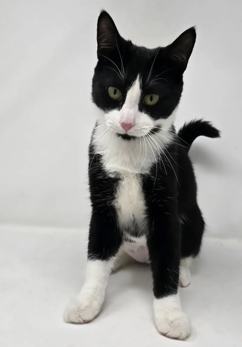 A young medium-sized male Tuxedo cat named Woody for adoption in Crompond, NY
