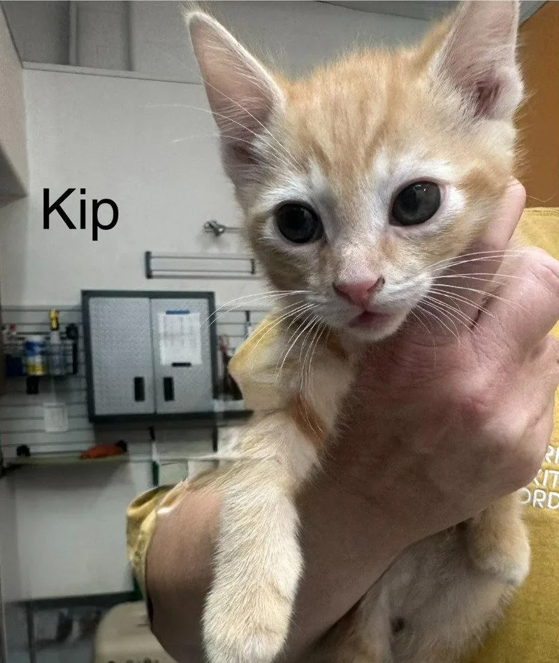 Kip