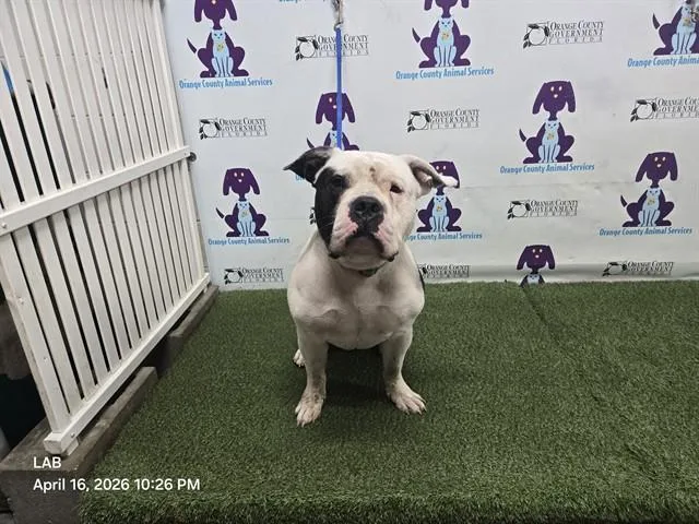 An adult large-sized male American Bulldog dog named Blue for adoption in Orlando, FL