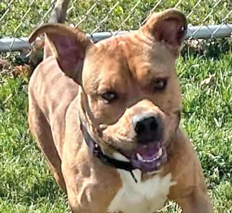 An adult medium-sized male Red / Chestnut / Orange Pit Bull Terrier dog named Harris for adoption in Euclid, OH
