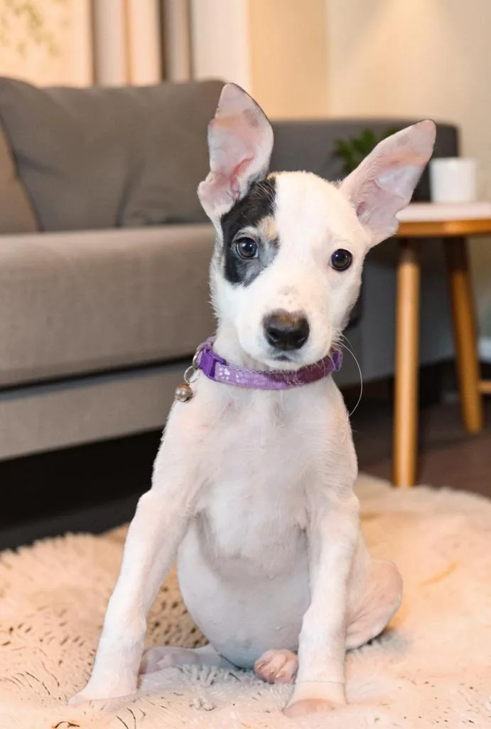 A baby small-sized female Mixed Breed dog named Kaimana for adoption in Mesa, AZ