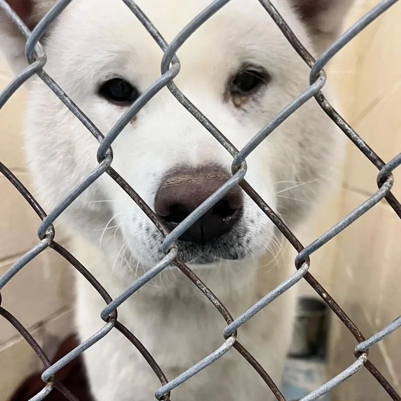 An adult large-sized male Mixed Breed dog named Polar AKA Shadow for adoption in Charleston, WV