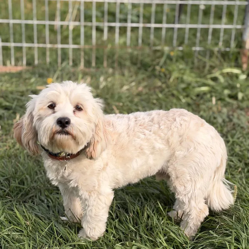 A young small-sized male Shih Tzu dog named Gus for adoption in West Richland, WA