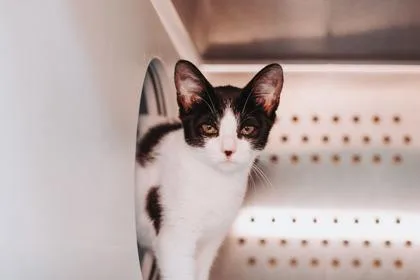 A young small-sized female Domestic Short Hair cat named a Moon BeamPetSmart Mt. for adoption in North Charleston, SC