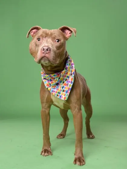 An adult medium-sized male Pit Bull Terrier dog named Hero for adoption in Atlanta, GA
