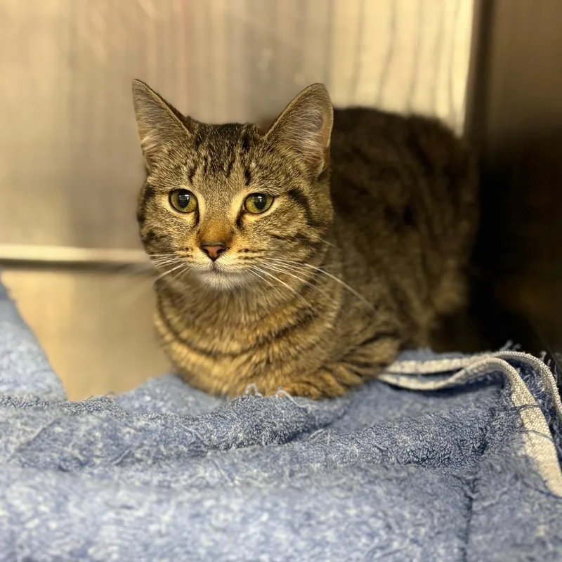 A young medium-sized female Brown / Chocolate Domestic Short Hair cat named Hillary for adoption in Tulsa, OK