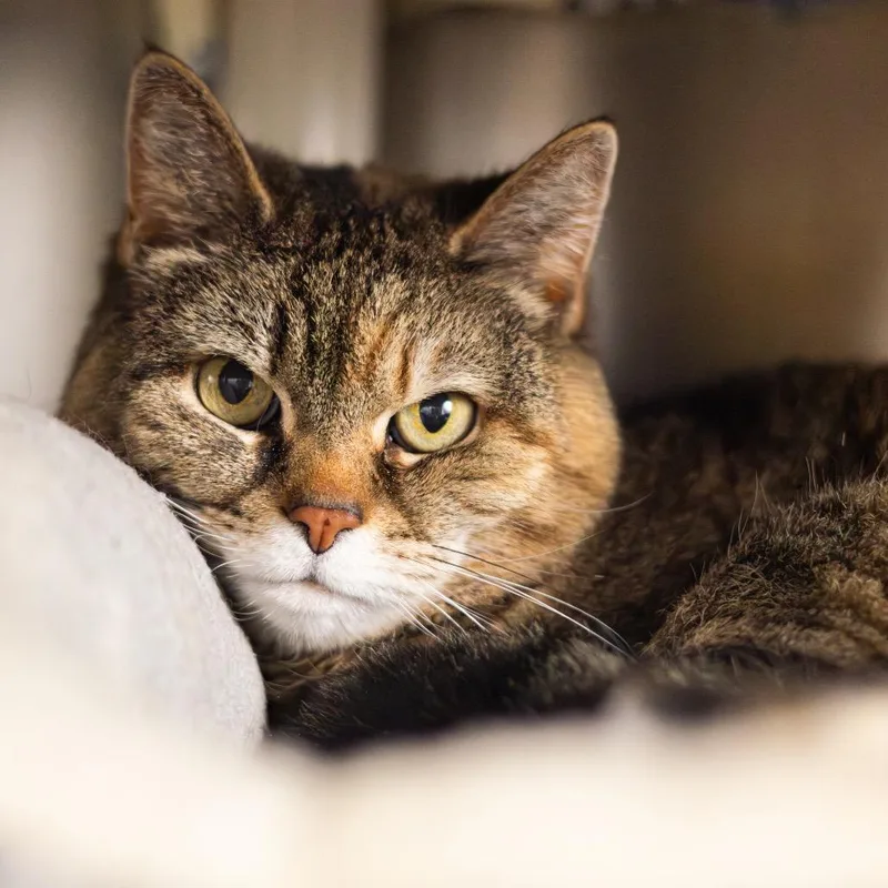 A senior medium-sized female Brown / Chocolate Domestic Short Hair cat named Meghan for adoption in Wilmington, DE