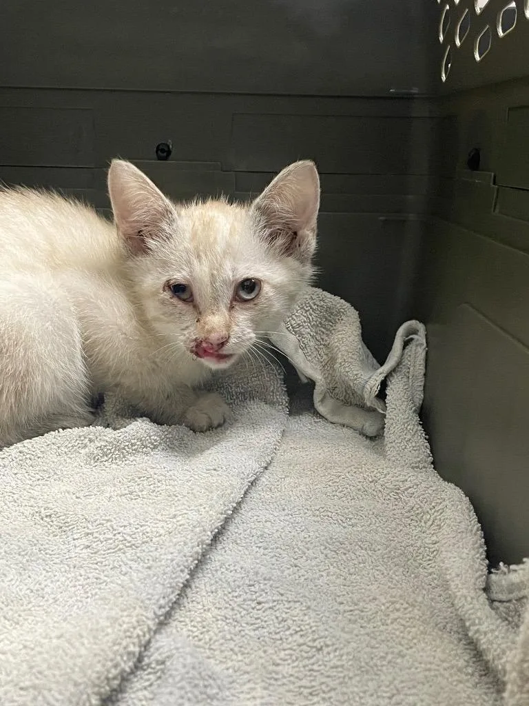 A baby medium-sized female Siamese cat named Sage for adoption in Chico, CA