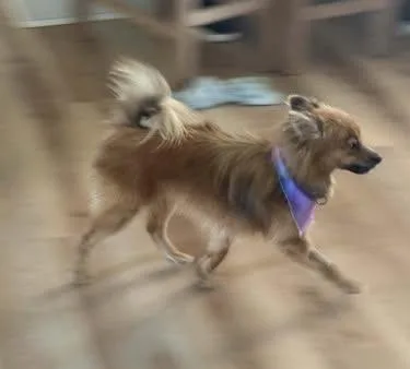 Toby thumbnail 3