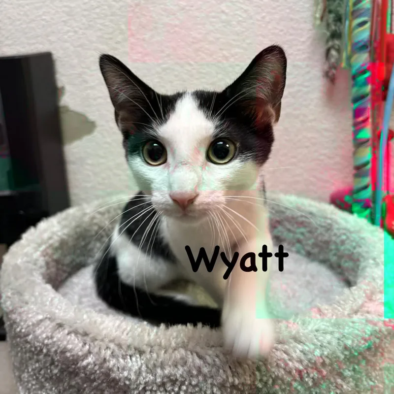 A young medium-sized male Black Domestic Short Hair cat named Wyatt for adoption in Phoenix, AZ