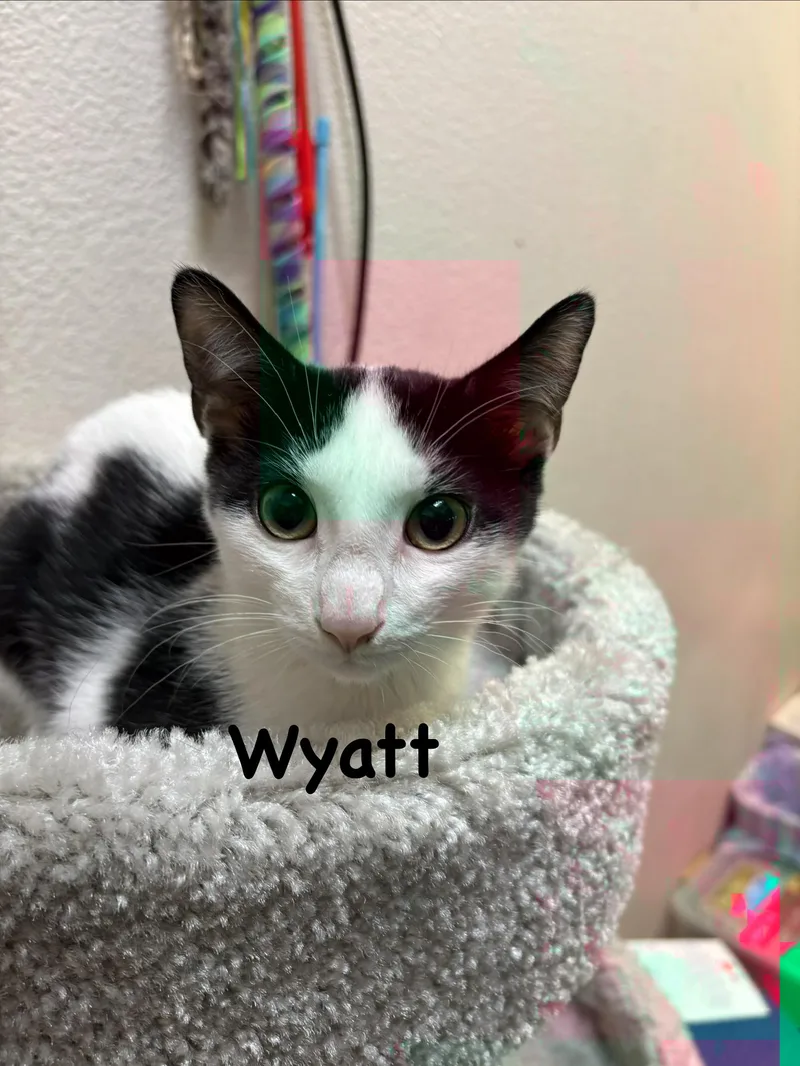 Wyatt thumbnail 2