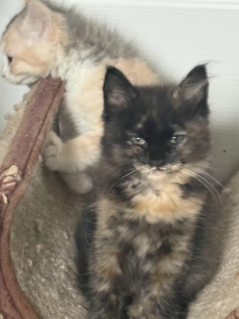 A baby small-sized female Domestic Long Hair cat named Kate Kane for adoption in Heyburn, ID