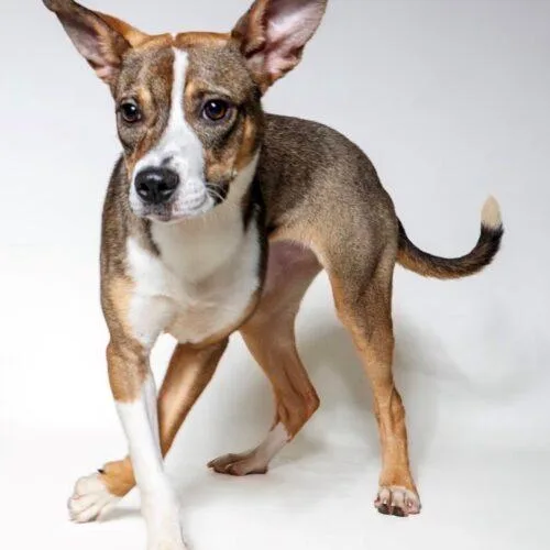 A baby small-sized female Rat Terrier dog named Brittany for adoption in Jackson, LA