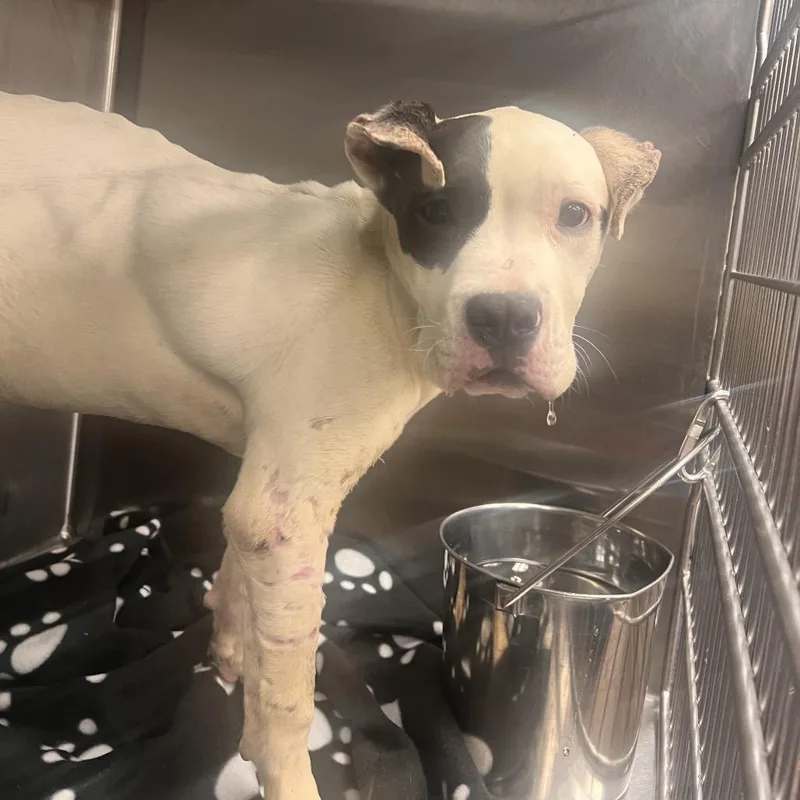 A young medium-sized male White / Cream Pit Bull Terrier dog named Fennec the Fox for adoption in St. Louis, MO