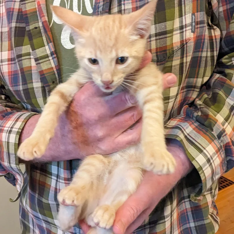 Dashiell thumbnail 2