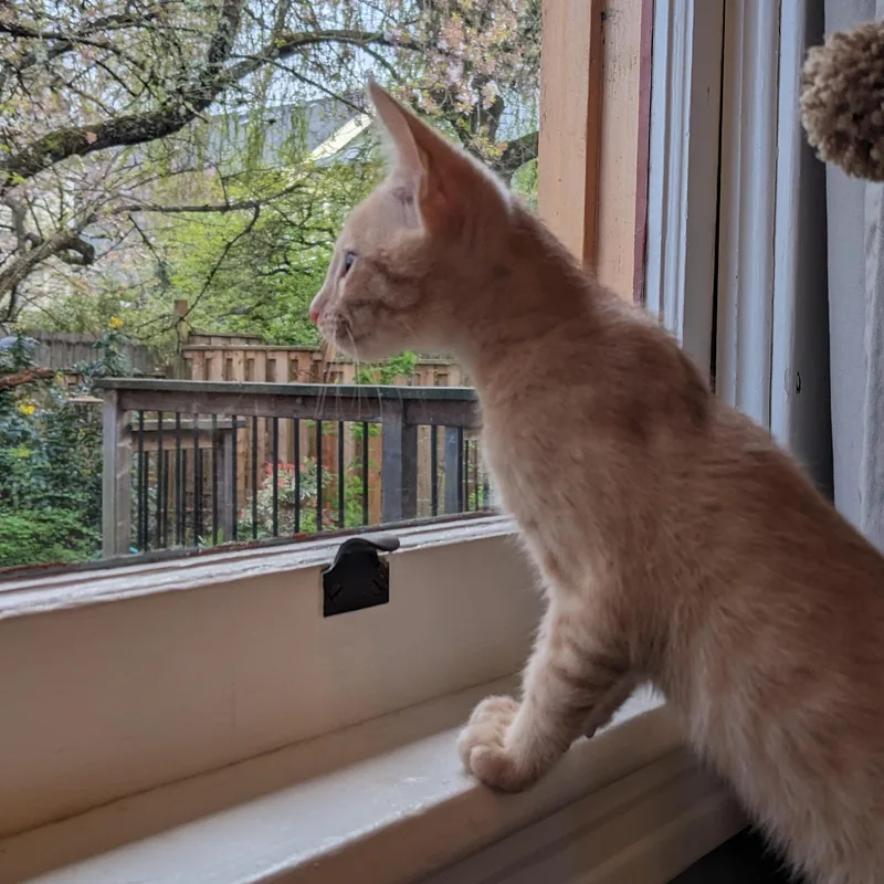 Dashiell thumbnail 3