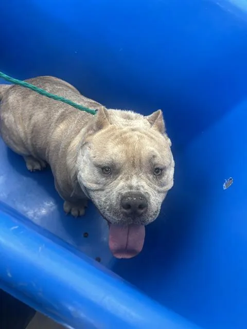 An adult medium-sized male Mixed Breed dog named Leo for adoption in Dallas, TX