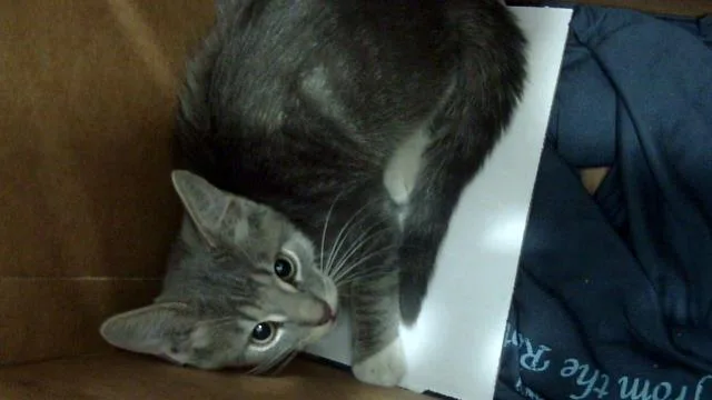 A baby medium-sized male Domestic Short Hair cat named Draco for adoption in Dallas, TX