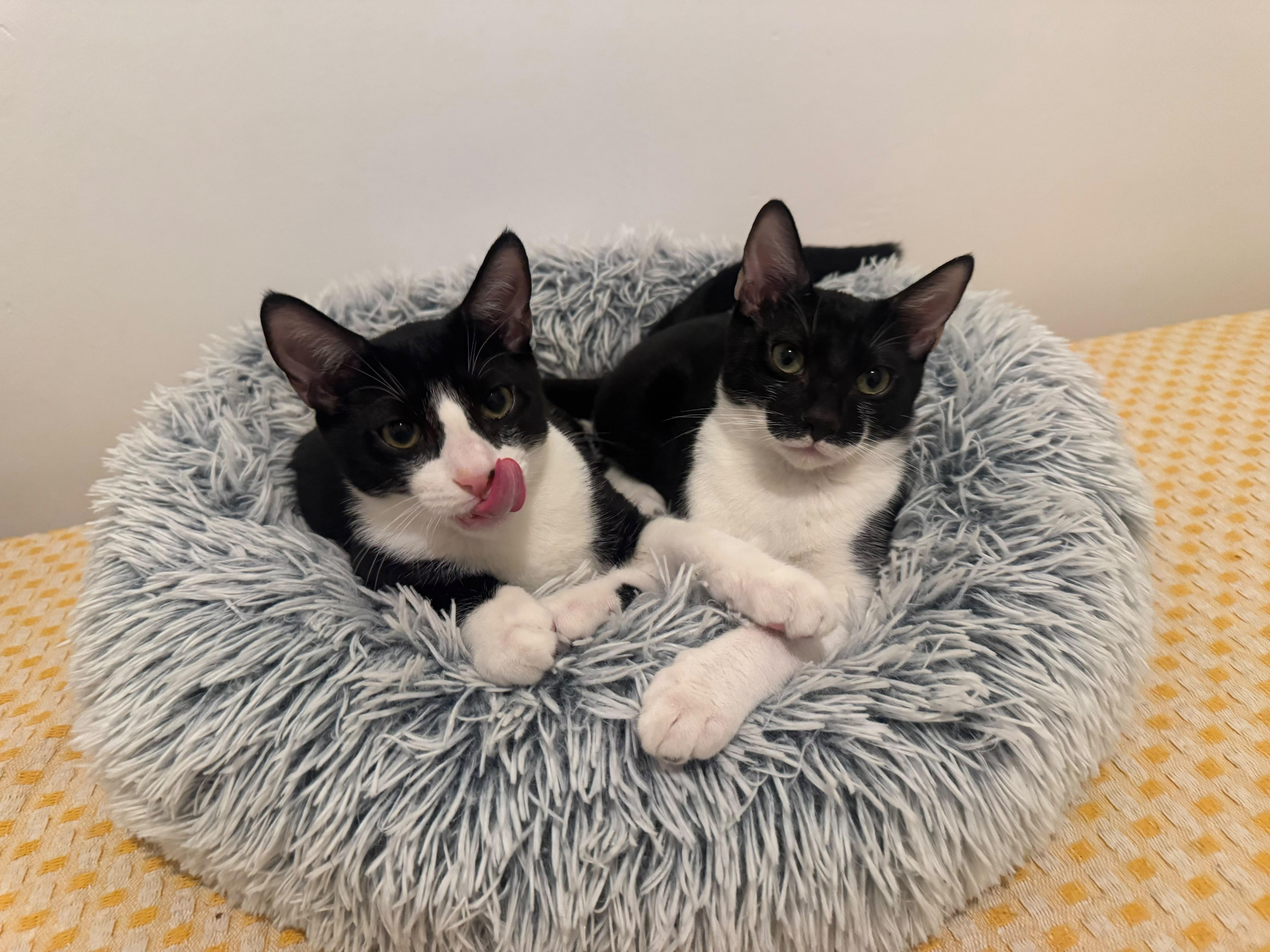 A baby medium-sized male Black & White / Tuxedo Domestic Short Hair cat named Batman & Robin for adoption in Miami Beach, FL
