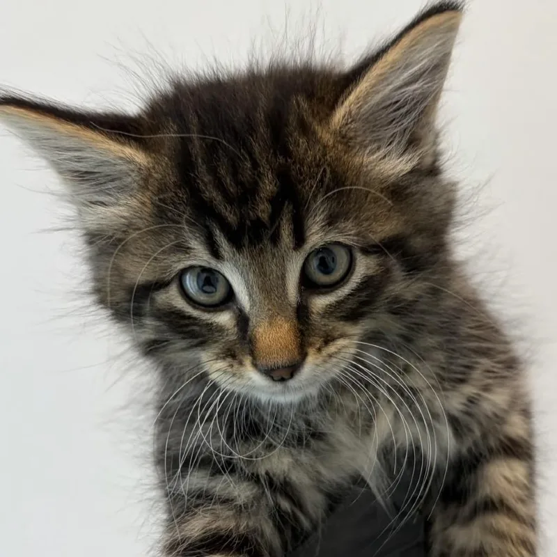 A baby small-sized male Brown / Chocolate Domestic Medium Hair cat named Ginger for adoption in Port Angeles, WA