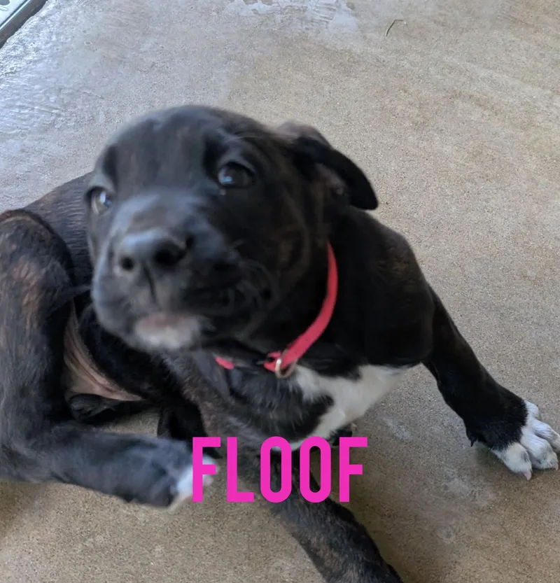 Floof thumbnail 3