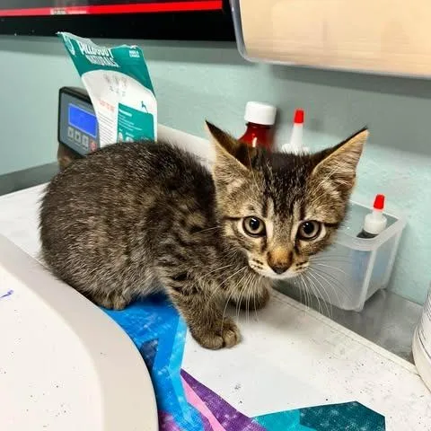 A baby small-sized male Brown / Chocolate Domestic Short Hair cat named Captain for adoption in Edwardsville, IL