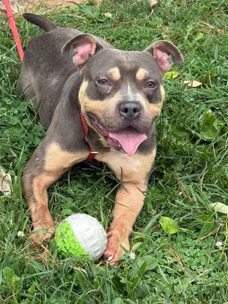 An adult medium-sized male Gray / Blue / Silver Pit Bull Terrier dog named Bowser for adoption in Springfield, IL
