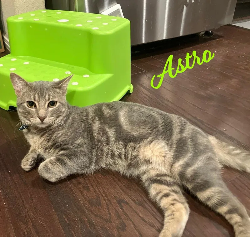 A baby medium-sized male Tabby cat named Astro Mrcongeniality for adoption in Houston, TX