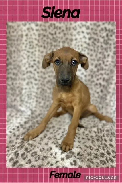 A baby medium-sized female Labrador Retriever dog named Siena for adoption in Manchester, CT
