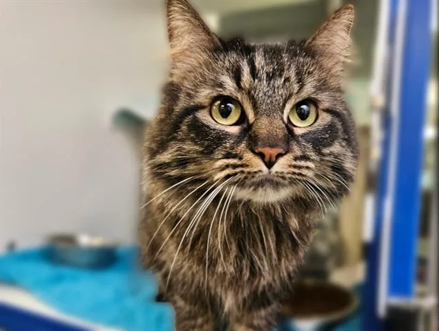 An adult medium-sized female Domestic Medium Hair cat named Porthos for adoption in Albuquerque, NM