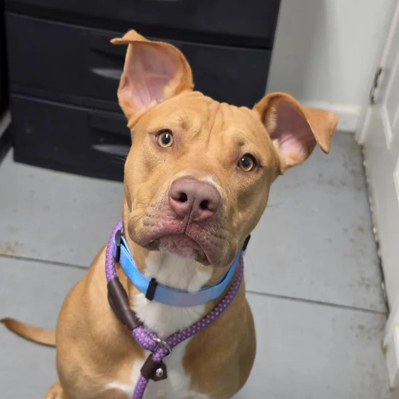 A young small-sized male Red / Chestnut / Orange Mixed Breed dog named Russell for adoption in Troy, IL