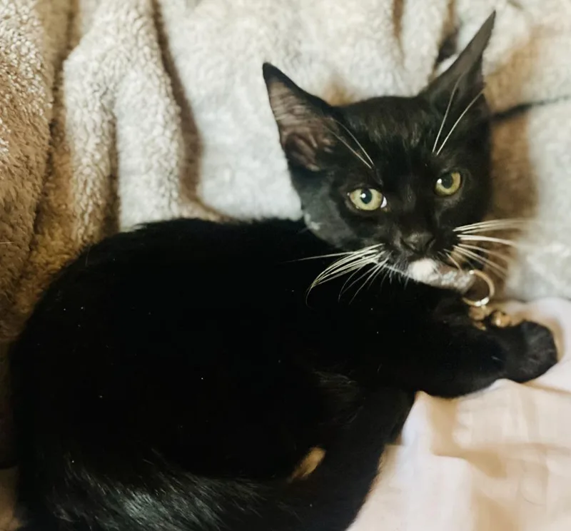 A baby small-sized male Domestic Short Hair cat named Bo for adoption in HUNTINGTON BEACH, CA