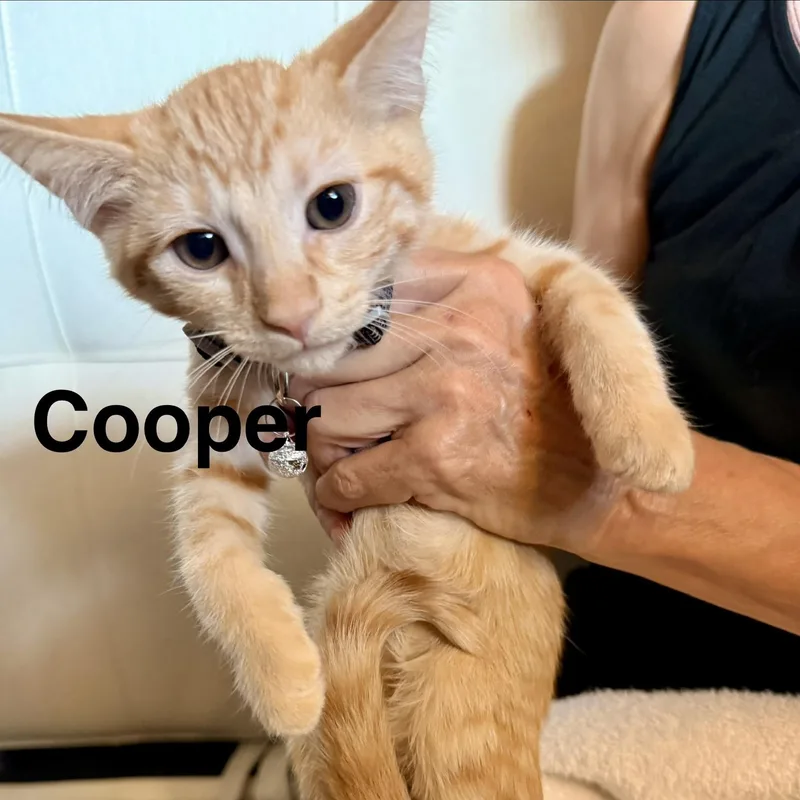 A baby small-sized male Domestic Short Hair cat named Cooper for adoption in Mesa, AZ