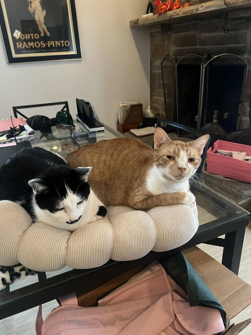 An adult medium-sized male Orange / Red Domestic Short Hair cat named Chico for adoption in Reston, VA