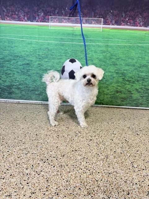 An adult small-sized male Maltese dog named Travis for adoption in Miami, FL