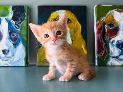 A baby small-sized female Domestic Short Hair cat named Sashimi for adoption in San Antonio, TX