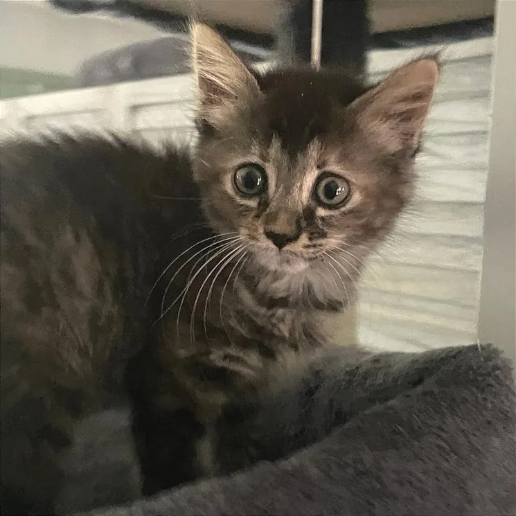 A baby small-sized female Domestic Short Hair cat named Tracy for adoption in Cumming, GA