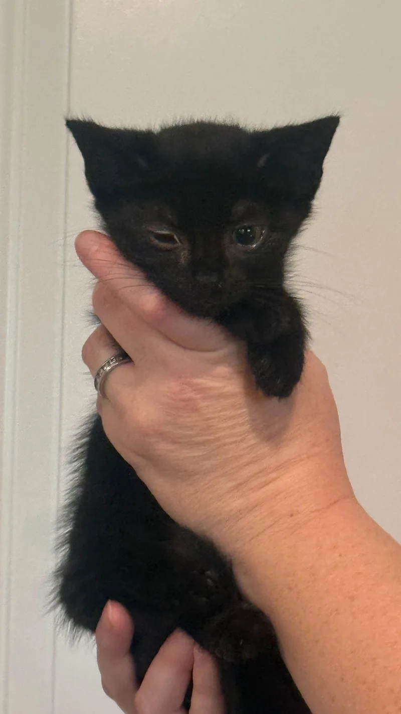 A young medium-sized male Black Domestic Short Hair cat named Cappuccino for adoption in Forest, VA